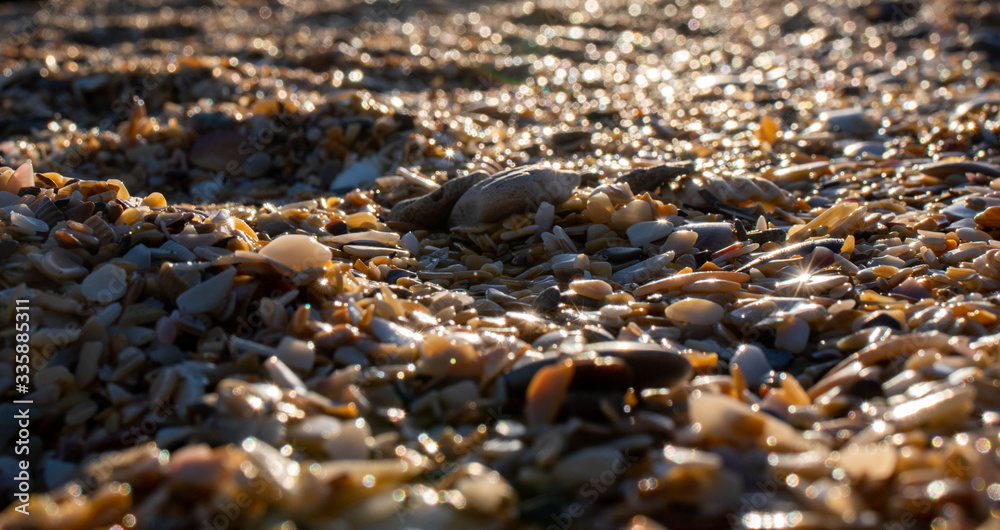 Obraz premium seashell and sand on a beach