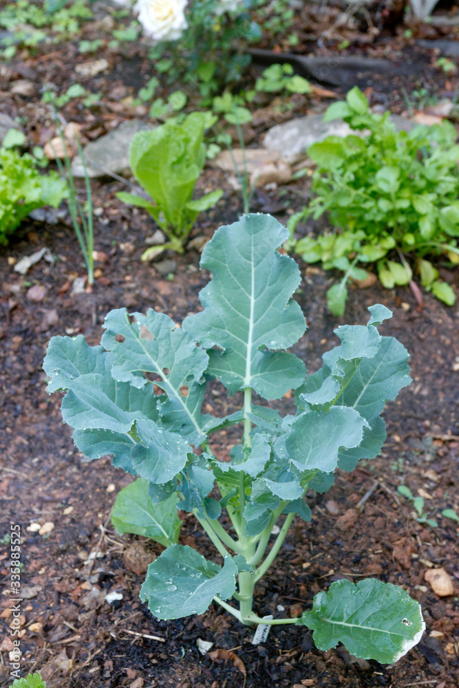 Broccoli and Lettuce Growing in a Summer Garden Broccoli and Lettuce Growing in a Summer Garden