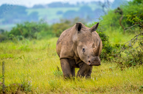 Portrait of an African white Rhinoceros or Rhino or Ceratotherium simum also kno Fototapet