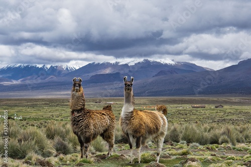 Close-up of two lamas in the Bolivian Altiplano, their natural habitat, with snowy mountains in the background