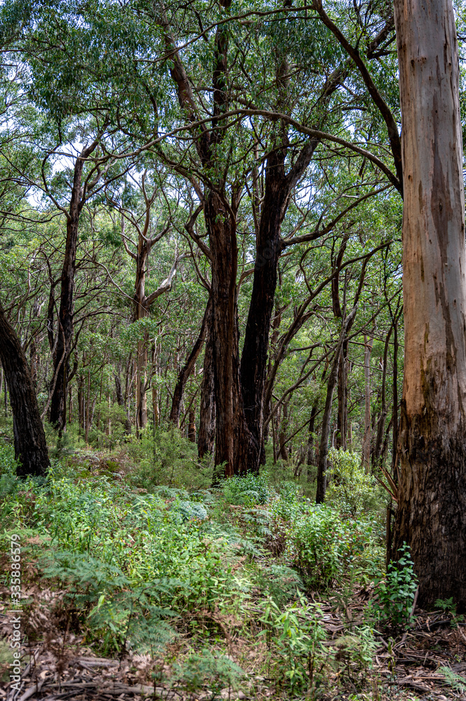 Regrowth of trees following the forest fires of 2019 and 2020, Great Otway National Park, Australia Regrowth of trees following the forest fires of 2019 and 2020, Great Otway National Park, Australia
