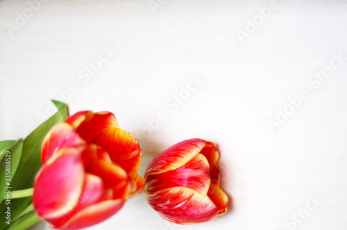 tulip, flower, nature, beauty, design, spring, gift, woman