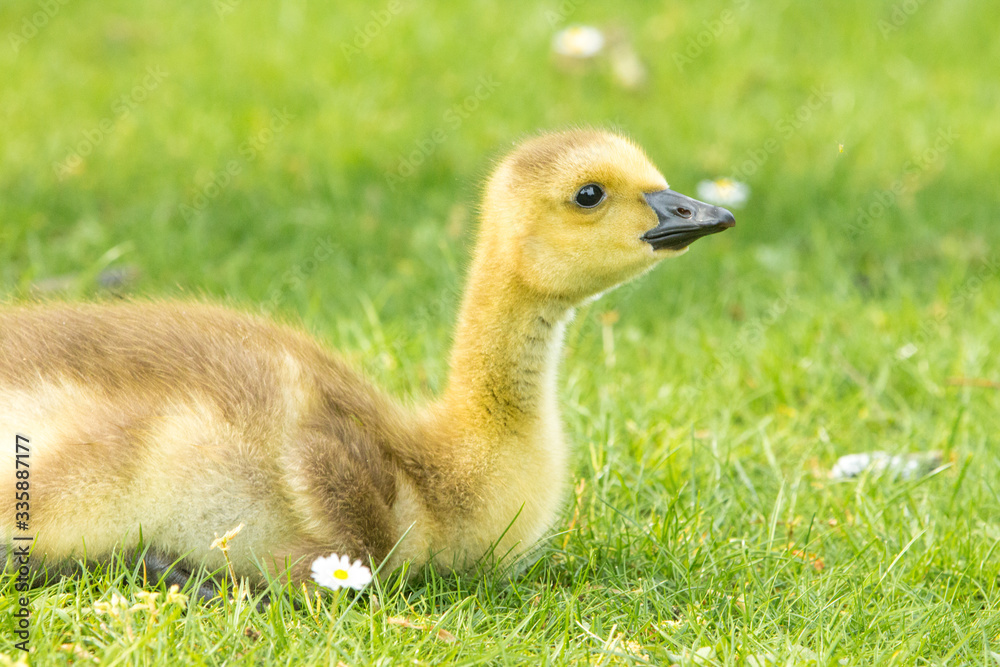 Canada Goose chick (in german Kanadagans, Branta canadensis) Canada Goose chick (in german Kanadagans, Branta canadensis)