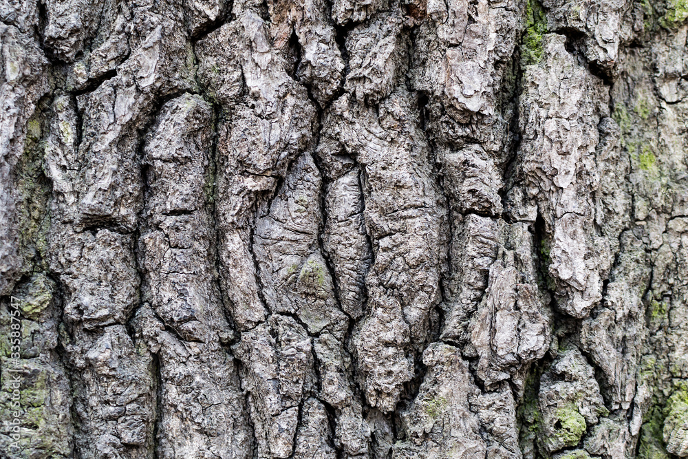 old rustic wood tree bark texture with moss old rustic wood tree bark texture with moss
