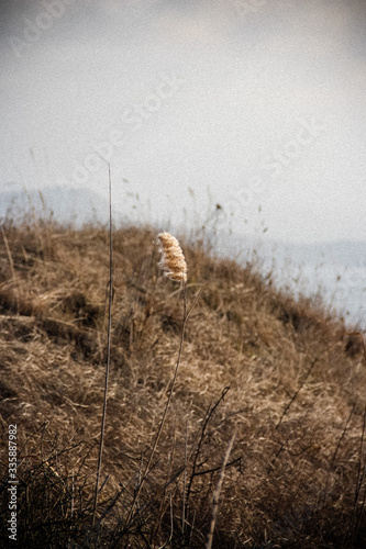 picture taken in the field, dry grass at the end of February, Crimea 2019