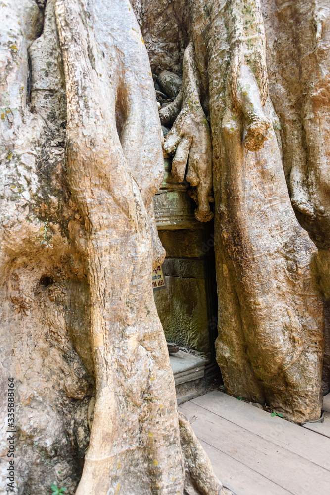 Roots of a giant tree threaten to ruin and take over the Unesco World Heritage site of Ankor Thom, Siem Reap, Cambodia Roots of a giant tree threaten to ruin and take over the Unesco World Heritage site of Ankor Thom, Siem Reap, Cambodia