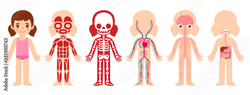 Anatomy cartoon girl illustration