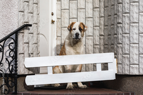 Canvas Print Central Asian Shepherd Dog is guarding the entrance to the private house in Gdyn