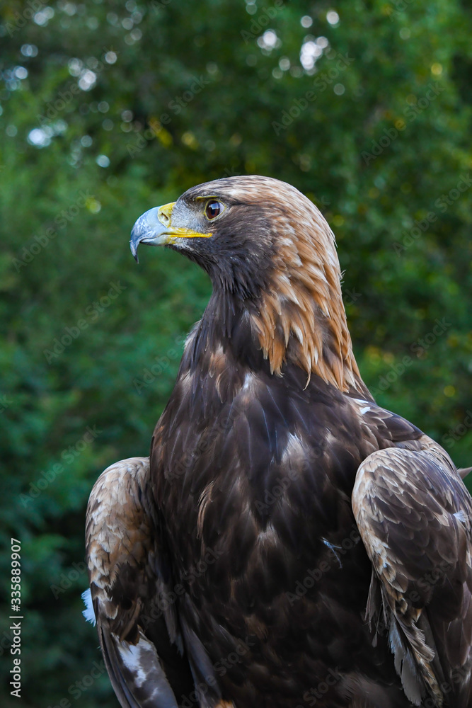 Golden Eagle portrait at wildlife sanctuary in Auburn Alabama. Golden Eagle portrait at wildlife sanctuary in Auburn Alabama.