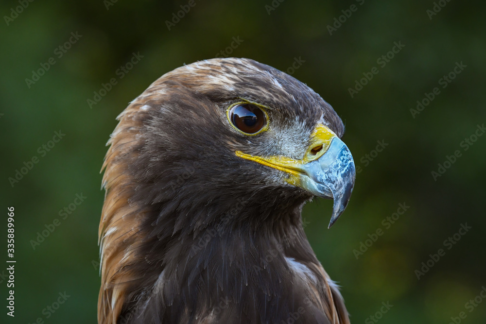 Golden Eagle closeup portrait of raptor in wildlife rescue in Auburn Alabama. Golden Eagle closeup portrait of raptor in wildlife rescue in Auburn Alabama.