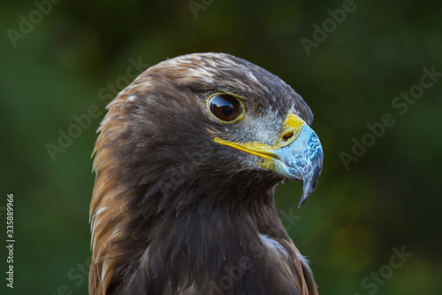 Golden Eagle closeup portrait of raptor in wildlife rescue in Auburn Alabama. © Wildspaces