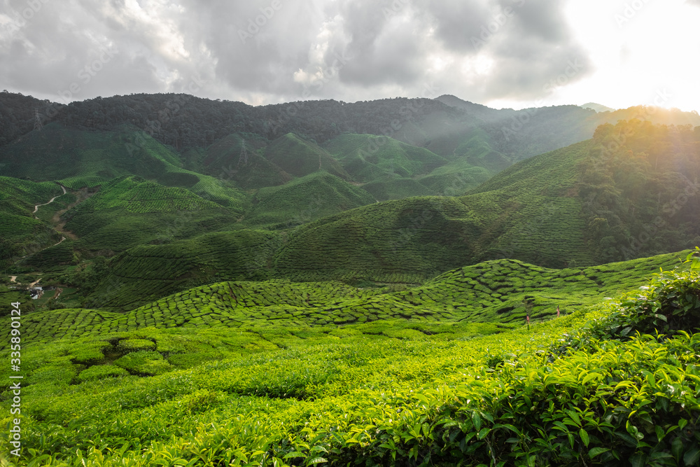 Fototapeta premium Sunset at the tea plantation in Cameron Highlands, Malaysia