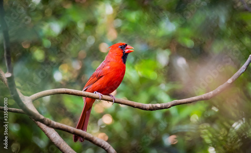 Cardinal on branch in park in Atlanta Georgia.