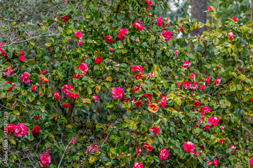 The bush of camellia with red blossoms and dark green leaves in spring. Kubota Garden, Seattle, WA, USA
