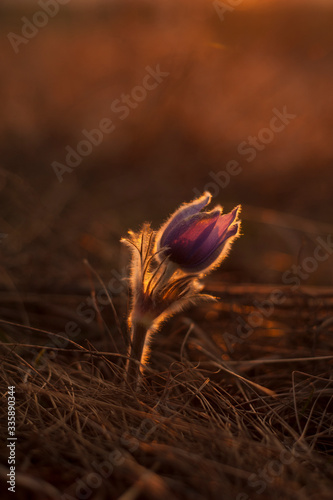 Beautiful blooming pasque-flower (Pulsatilla vulgaris) in spring. The first spring flowers on a sunset background. Group of spring purple flowers close-up. Blue spring flowers bloom in the meadow.