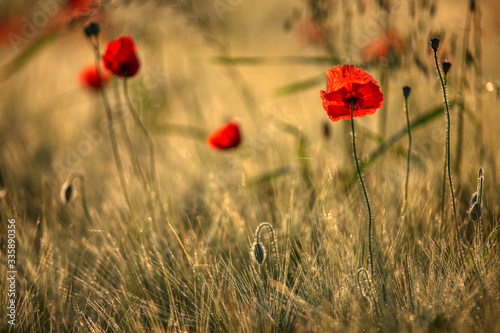 Beautiful poppy flowers.. Papaver rhoeas