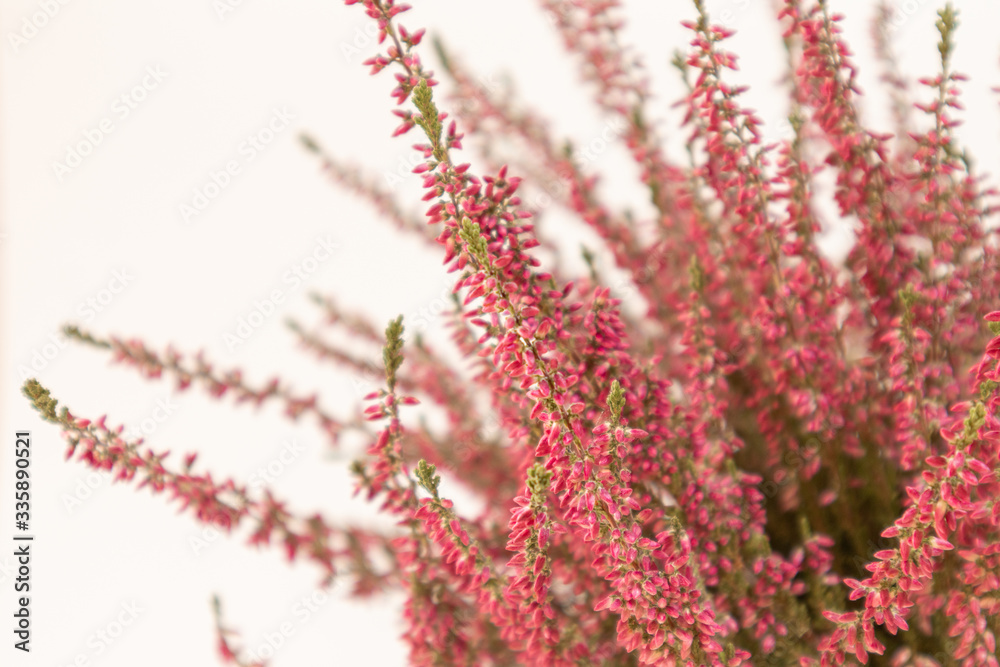 Close shot of pink heather plant flowered in a white background, selective focus