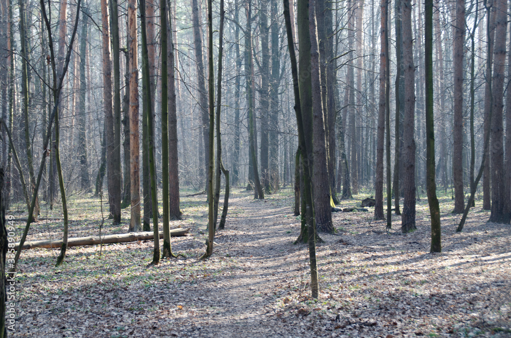 Morning in a beautiful misty forest. Spring nature. Design of photo Wallpapers, photons, screensavers. Morning in a beautiful misty forest. Spring nature. Design of photo Wallpapers, photons, screensavers.