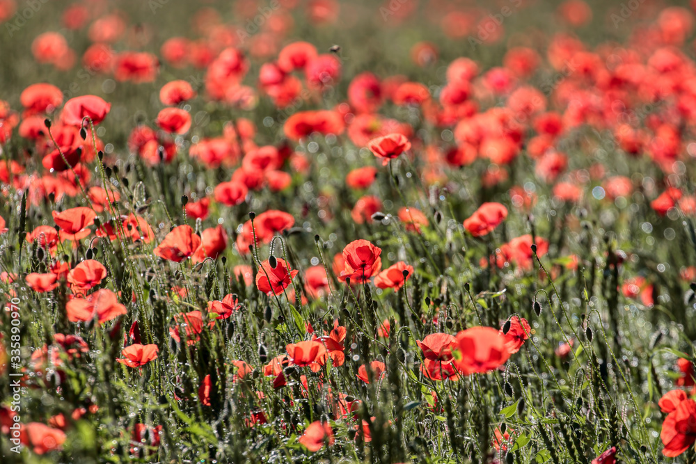 Beautiful poppy flowers..  Papaver rhoeas