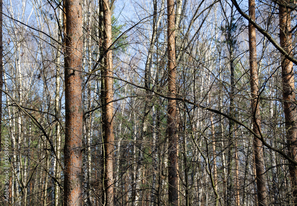 Morning in a beautiful Sunny forest. Spring nature. Design of photo Wallpapers, photos, screensavers. Morning in a beautiful Sunny forest. Spring nature. Design of photo Wallpapers, photos, screensavers.
