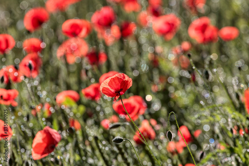 Beautiful poppy flowers..  Papaver rhoeas