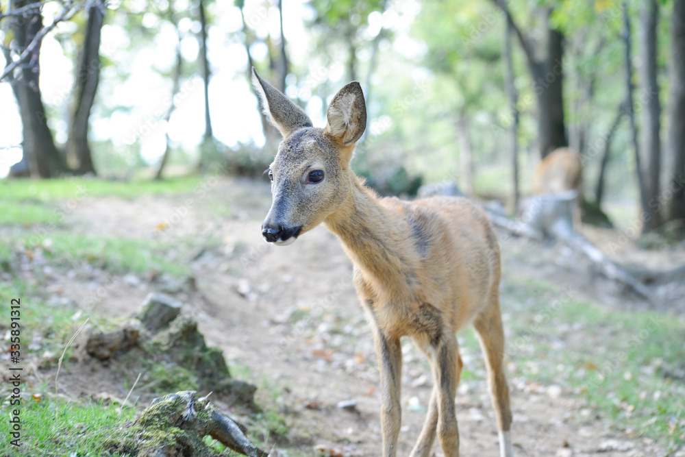 Jeune chevreuil dans un bois coloré au rayon d'été, faune sauvage d'Europe Jeune chevreuil dans un bois coloré au rayon d'été, faune sauvage d'Europe