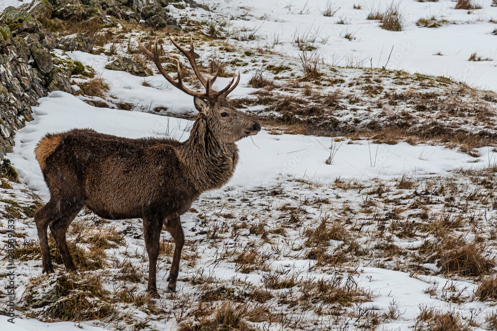 Scottish red deer on the snowy surrounding, Highlands, Scotland Scottish red deer on the snowy surrounding, Highlands, Scotland