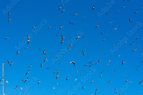 Obraz na plátně Mass of seagulls flying in blue sky