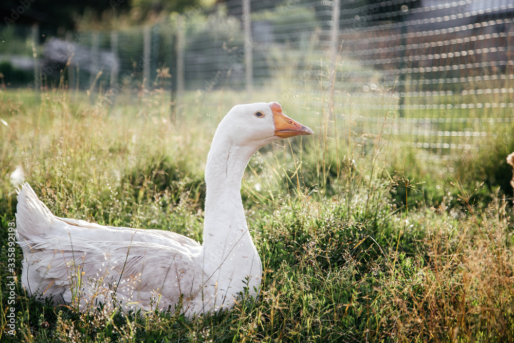Fototapeta premium Domestic goose on the grass, village life.