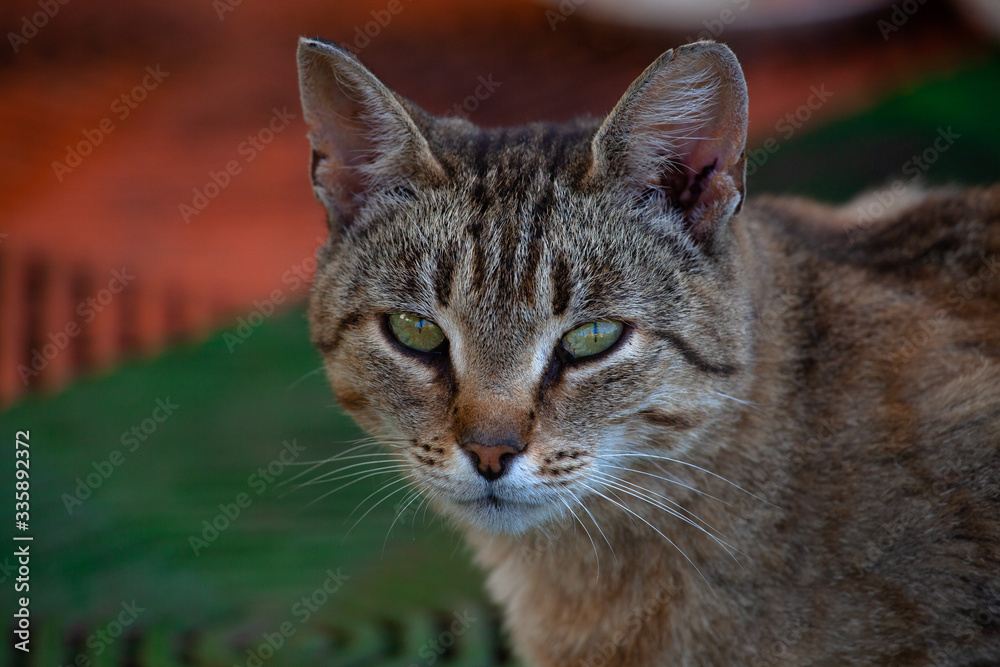 domestic cat on a green-orange background