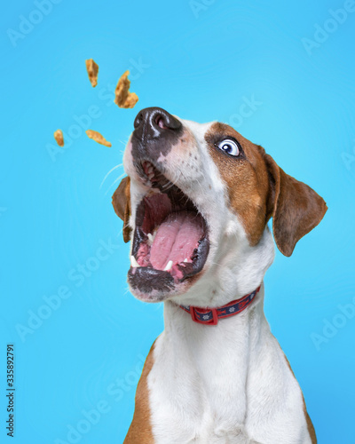 cute dog isolated on a colorful background in a studio shot