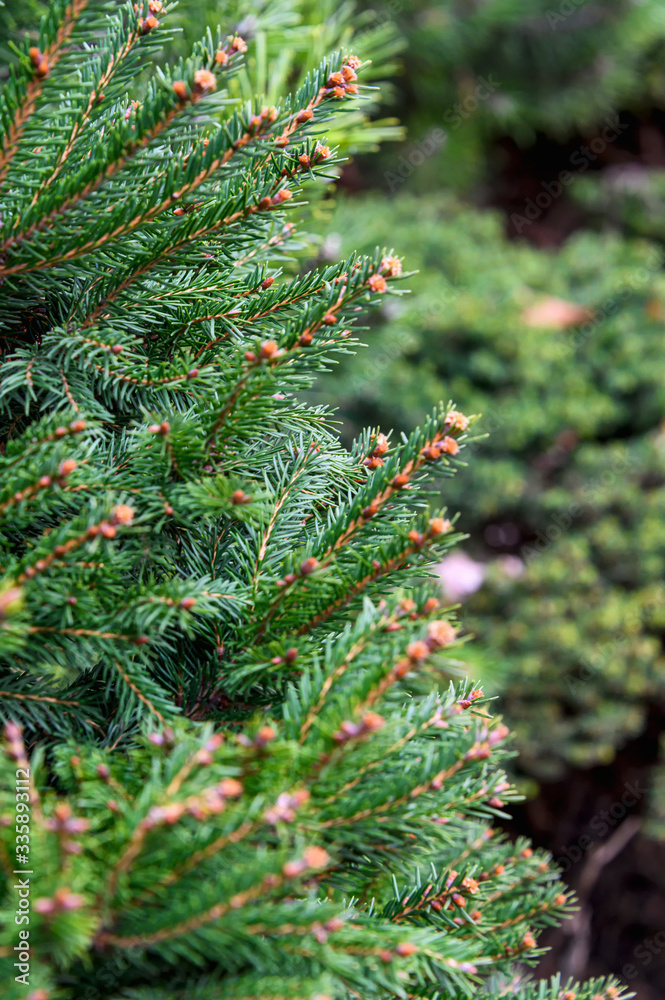 Background texture of a spruce branch for a Christmas card. Natural spruce branches.