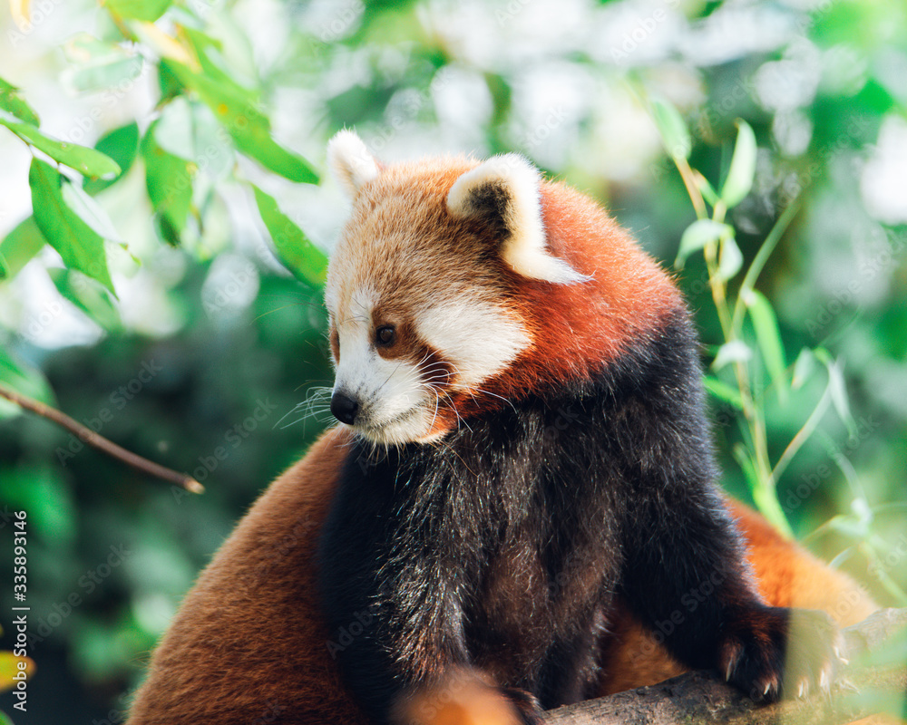 Naklejka premium Wildlife photography