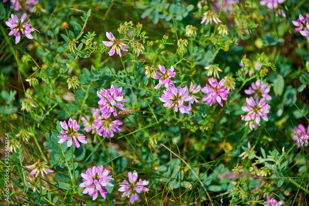 Field with beautiful blooming meadow flowers. Natural floral background. Field with beautiful blooming meadow flowers. Natural floral background.