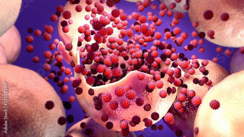 Virus multiplication, Viral replication infection process in the target host cell, liberation stage the new viruses may invade or attack other cells