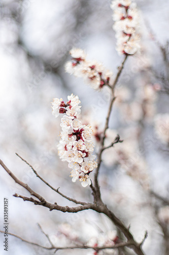 Flowering apricot branch in the garden