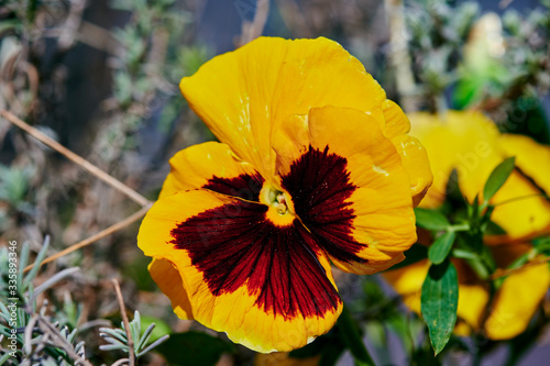 Closeup of yellow pansies (Viola wittrockiana) in the sun.