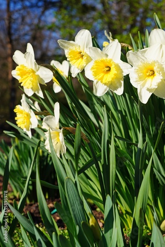 Yellow daffodil flowers in the spring garden
