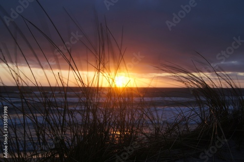 sunset sun on the sea through the grass.