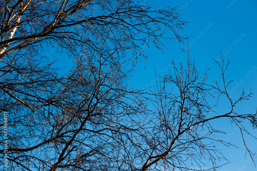 background of tree branches without leaves on a background of blue sky background of tree branches without leaves on a background of blue sky