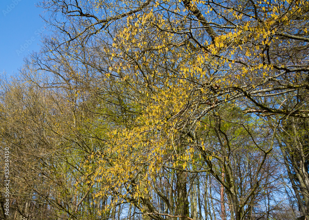 Blühende Hainbuche am Waldrand im Frühjahr Blühende Hainbuche am Waldrand im Frühjahr