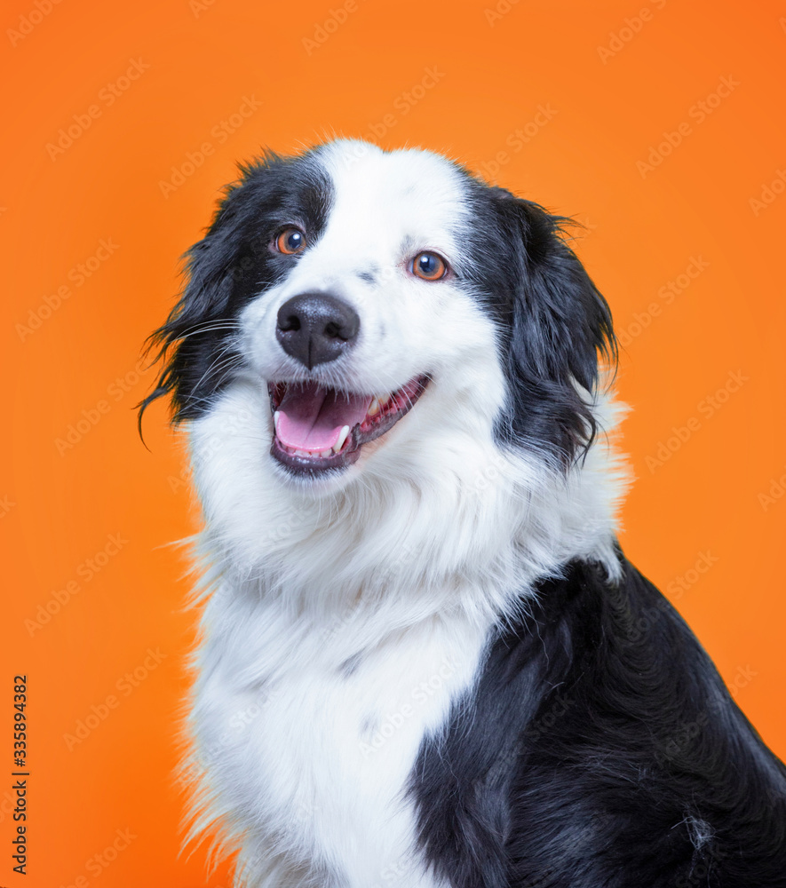 cute dog isolated on a colorful background in a studio shot