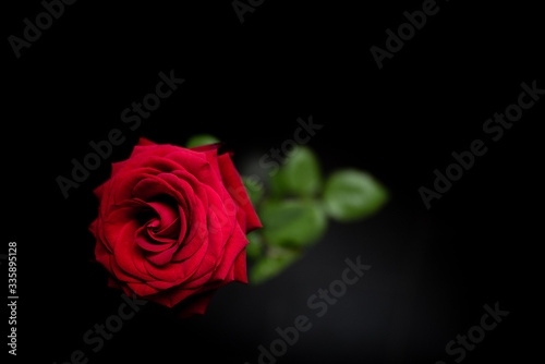 red rose  minimalistic