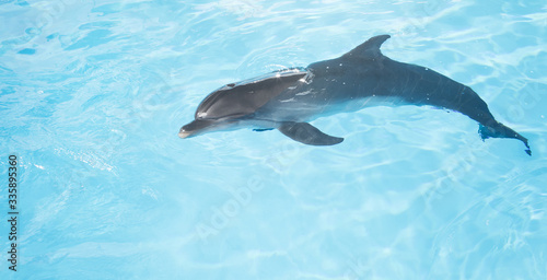 view of nice bottle nose dolphin swimming in blue crystal water