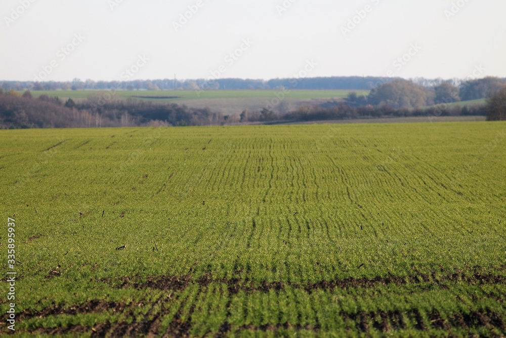 Sown green fields and young sprouts in the spring