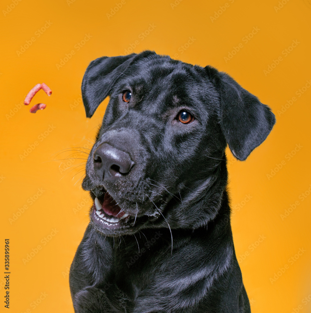 cute dog studio shot on an isolated background