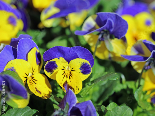 purple and yellow pansies blooming  close up  beautiful spring flower background