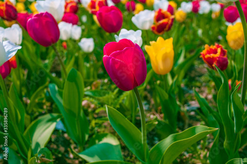 Tulips of different colors