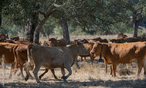 cows facing an oak tree, discussion © EMILIA