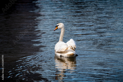 Nice white swan on river spring nature birds